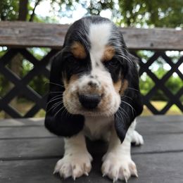 Jett 2,500.00 - Black white and brown male Basset Hound puppy in Denison, Texas from Emma Lou's Baby Bassets