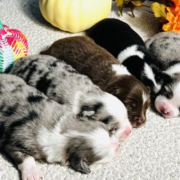Miniature Australian Shepherd and Toy Australian Shepherd Puppies from Ramblin’ Rose Aussies