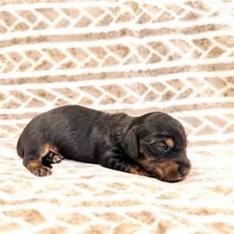 Thunder - Black and tan male Dachshund puppy in Southwest Ranches, Florida from Breezy Florida Dachshunds