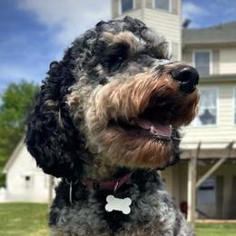 Winnie - Poodle
