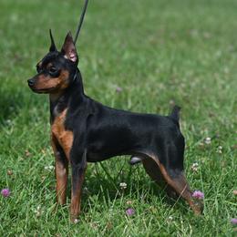 Miniature Pinscher All Grown Up from Valjalu’s Minianture Pinschers