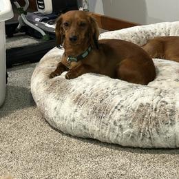 Coco - Dachshund