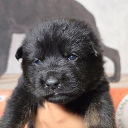 Rook - Blue Collar Male - Bi-color male German Shepherd puppy in Hawthorne, Florida from Lace's High Flying German Shepherds And Golden Retrievers