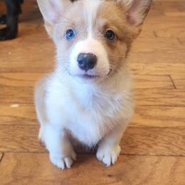 American Corgi, Cane Corso, Pembroke Welsh Corgi, and Rhodesian Ridgeback Puppies from Diamondcrest Inc