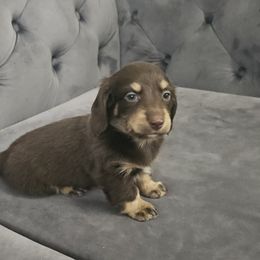 AZRIEL - Chocolate and cream male Dachshund puppy in Citra, Florida from My Loyal Treasures