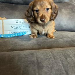 Milo - Brindle male Dachshund puppy in Stuart, Iowa from Johnson Family Paws
