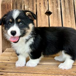 Sleepy - Black and white female American Corgi puppy in Tome, New Mexico from Blue Diamond Welsh corgis