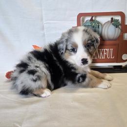 Boy 2 - Blue merle male Australian Shepherd puppy in Lakeland, Florida from Diamond P Australian Shepherds