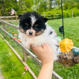 Chive (Black and Tan (Tri) Parti Male - Black and tan parti male Pomeranian puppy in Buck Valley, Pennsylvania from Buck Valley Pomeranians