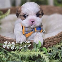 Enzo - Brindle and white male Shih Tzu puppy in Hartville, Missouri from Petty Paws