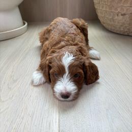 Sage (Keeping for our breeding program) - Red  female Goldendoodle puppy in St. George, Utah from Dashing Doodle Pups