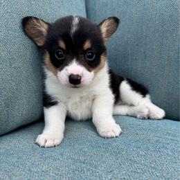 Mario - Black and tan male Pembroke Welsh Corgi puppy in Lake City, Minnesota from Lake Pepin Corgi's