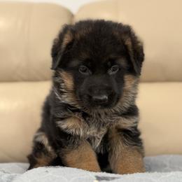Girl 3 Red - German Shepherd puppy from Von Palmore Hof