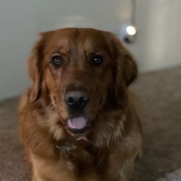 Golden Retrievers from Goldens of Bend Oregon
