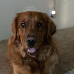 Golden Retrievers from Goldens of Bend Oregon