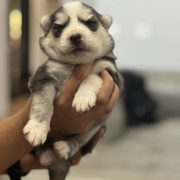 Pomsky Puppies from Florespomskies