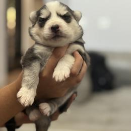 Pomsky Puppies from Florespomskies