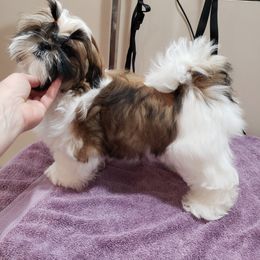 Shih Tzu Puppies from Delight Shihtzu