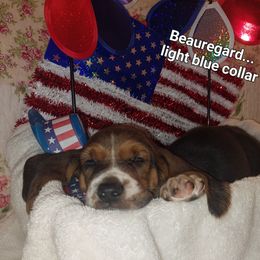 General Beauregard - Black brown and white male Basset Hound puppy in Highland Heights, Kentucky from Hound Ridge Meadows