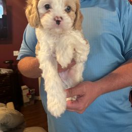 Lebron - Cavapoo puppy from Purser Puppy Patch