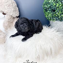 Jaden - Black male Poodle puppy in from Pink Poodles and Doodles