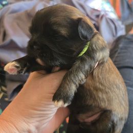 Lime collar girl - Brindle female Shih Tzu puppy in Missouri from Farm Animal Mommy Shih tzu's