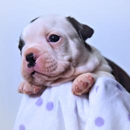 Baby Otis - Black brindle and white male Boston Terrier puppy in Kingsport, Tennessee from Sleepwalker Bostons