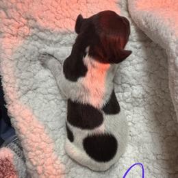 Frappe (Light Purple) - White and liver male German Shorthaired Pointer puppy in Westminster, Maryland from Mischieous Miss Daisy: GSP Puppies