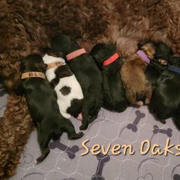 Red TBD - Black male Goldendoodle puppy in Scurry, Texas from 07 Seven Oaks Goldens and Doodles