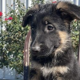 Peach - German Shepherd puppy from American Viking GSD