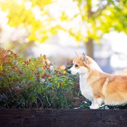 Sterling - Pembroke Welsh Corgi