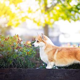 Sterling - Pembroke Welsh Corgi