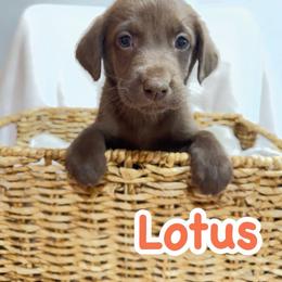Lotus - Chocolate female Labrador Retriever puppy in Lucasville, Ohio from Backwoods Labradors