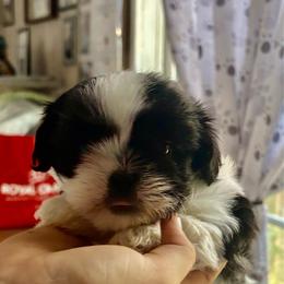 Mick - Black and white male Shih Tzu puppy in Skipperville, Alabama from Nay Nay’s Babies