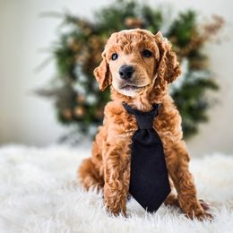 Covey - Apricot male Poodle puppy in Gaylord, Michigan from Dog Mom Co.