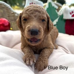 Bluey - Red  male Goldendoodle puppy in Clermont, Florida from Da Ruba Doodles