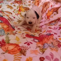 Seraphina - White and black female Dalmatian puppy in Las Vegas, Nevada from 101 Dew Dream Valley Dalmatians