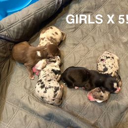 RTF - Red tri-color female Miniature American Shepherd puppy in Prairie Grove, Arkansas from IQ Farms