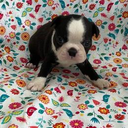 Vince - Black and white male Boston Terrier puppy in Fillmore, Illinois from Wind Hill Puppies