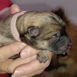 Pink Collar - Red female Eurasier puppy in Lakewood, Ohio from Exquisite Eurasier