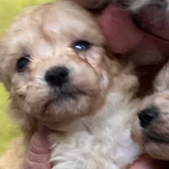 Remi - Fawn female Pumi puppy in Huntsville, Texas from TriSong TIbetan Terriers & Pumik