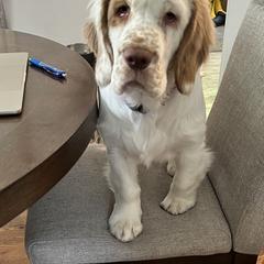 Clumber Spaniel Puppies from Wanderlust Clumber Spaniels
