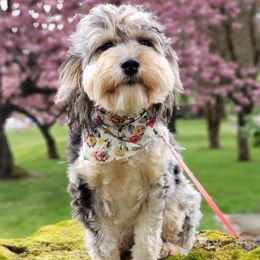 Juniper - Aussiedoodle
