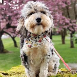 Juniper - Aussiedoodle