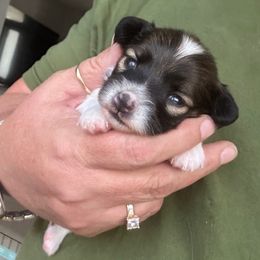 Daisy - Sable female Papillon puppy in Young, Arizona from Papillons in Arizona