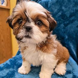 Geegee - Brindle female Shih Tzu puppy in Stroudsburg, Pennsylvania from Puppyville Pa Shih Tzu & frenchies