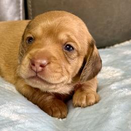 Pink collar - Red female Dachshund puppy in Orlando, Florida from Weiner Wunderland of Central Florida