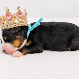 Hermione - Harry Potter Litter - Tri-color female Bernedoodle puppy in Charleston, South Carolina from Palm Belle Doodles