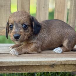 Wire coat Red girl - Red female Dachshund puppy in Nashville, Arkansas from Whisenhunt Farms