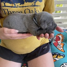 Boy 1 - Blue Weimaraner puppy in Huntingdon, Tennessee from Three Oak’s Kennel